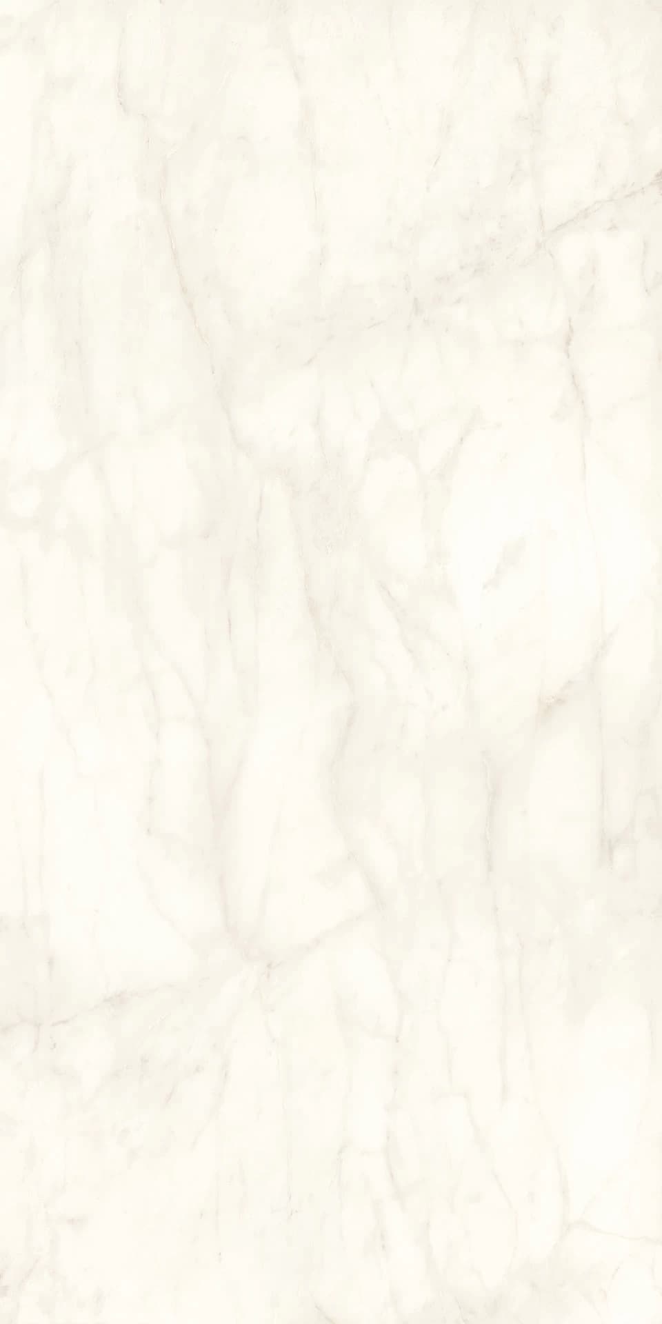Calacatta Delicato